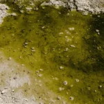 ‘PFAS OUT’ Initiative Aims to Tackle Drinking Water Contamination Early
