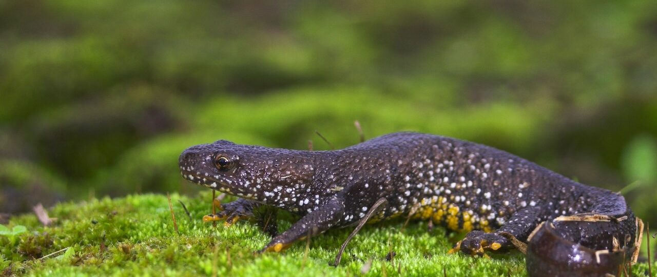 Defra, Natural England, seek your newt experiences