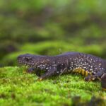 Defra, Natural England, seek your newt experiences